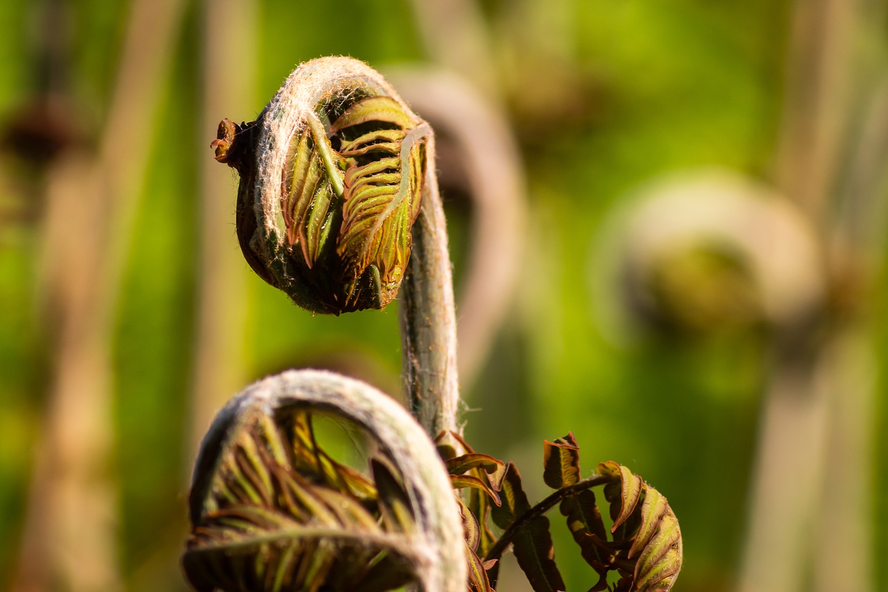 plant  nature  park free photo