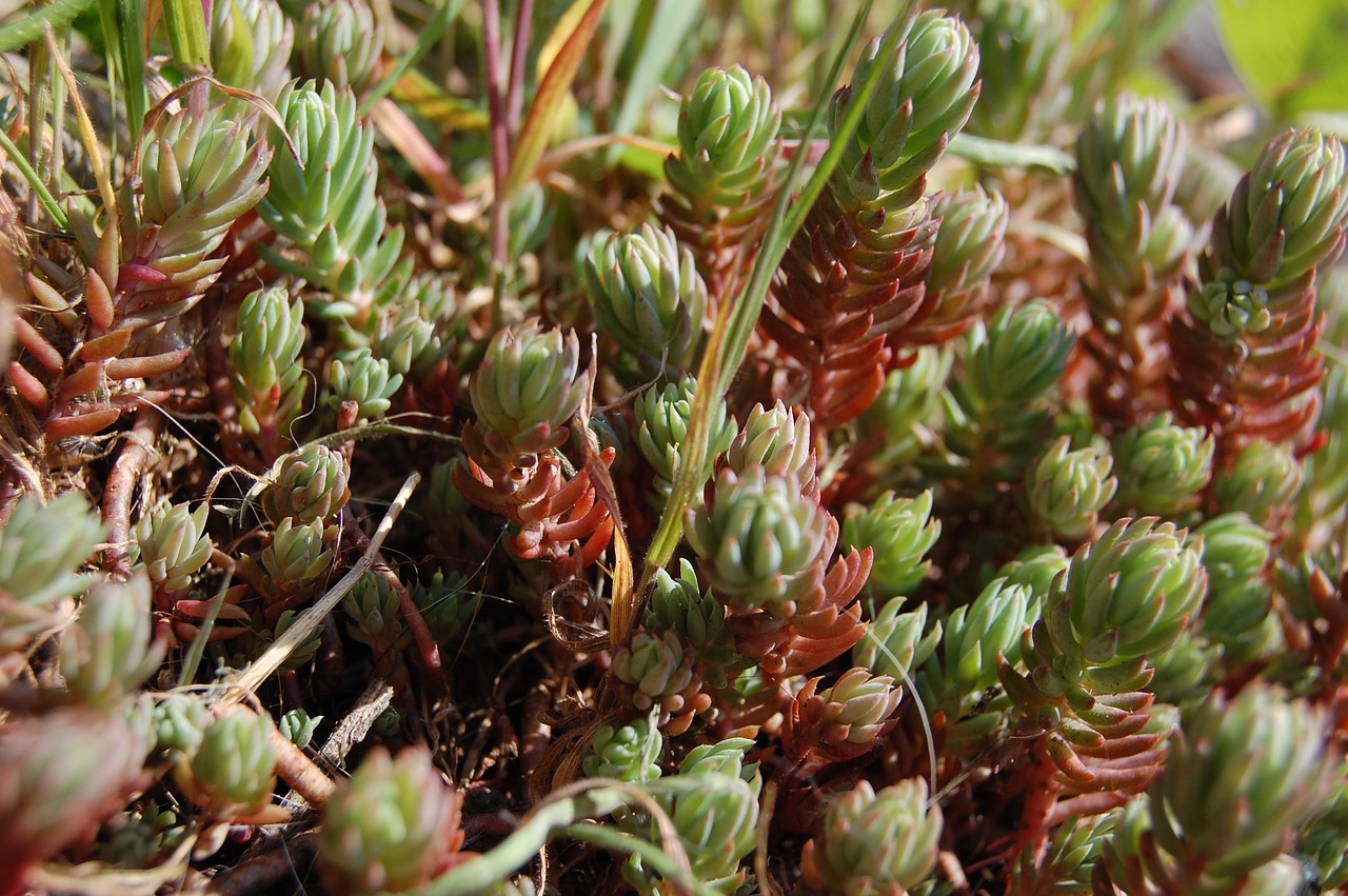 plant  rockery  garden free photo