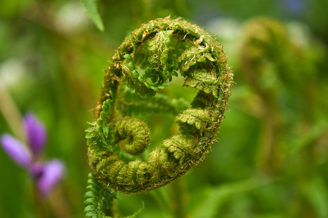 plant  fern  nature free photo