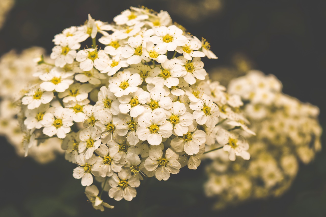 plant  firethorn  bush free photo