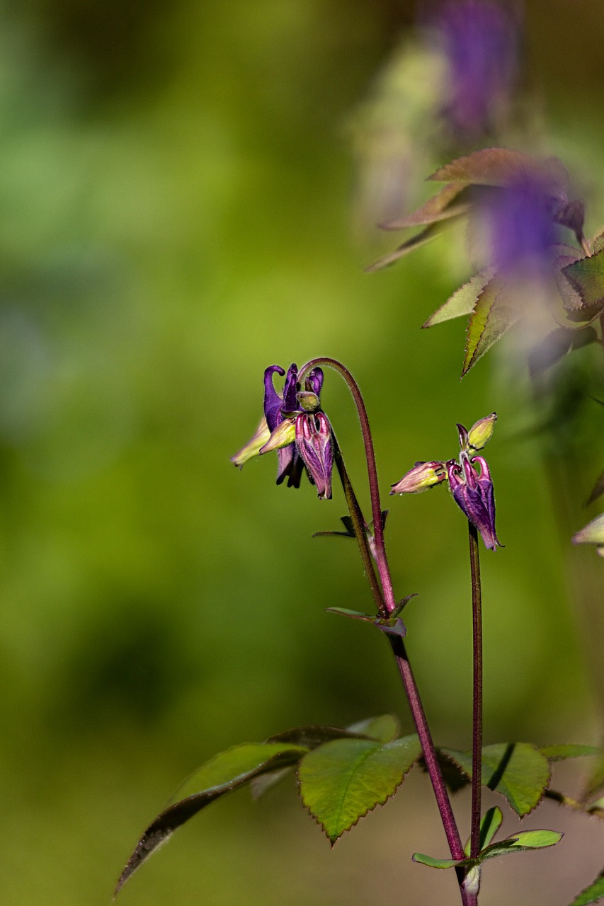 plant  blossom  bloom free photo