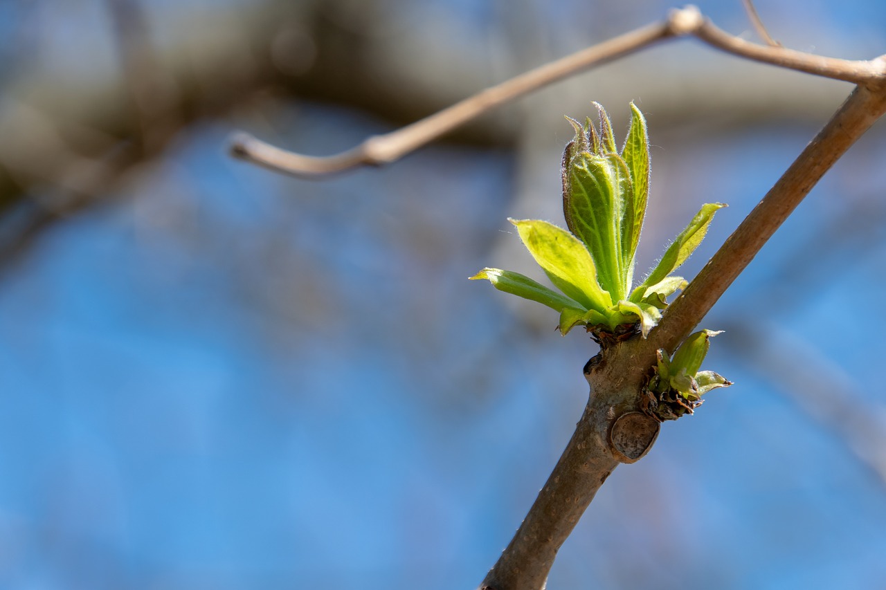 plant  blooms  new life free photo