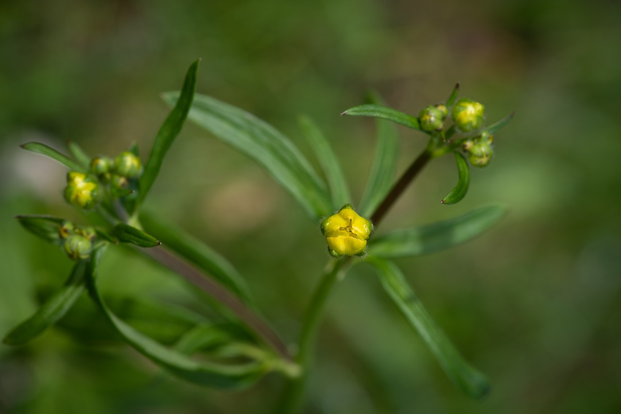 plant  green  nature free photo