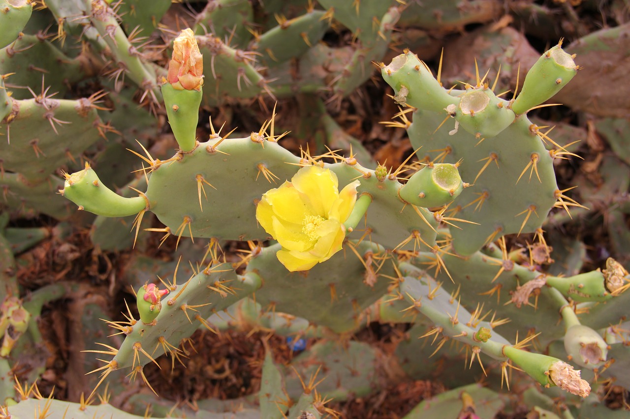 plant  cactus  nature free photo
