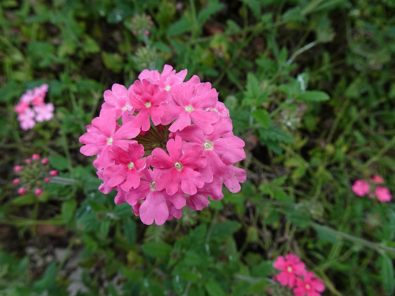 plant  flower  flowering free photo