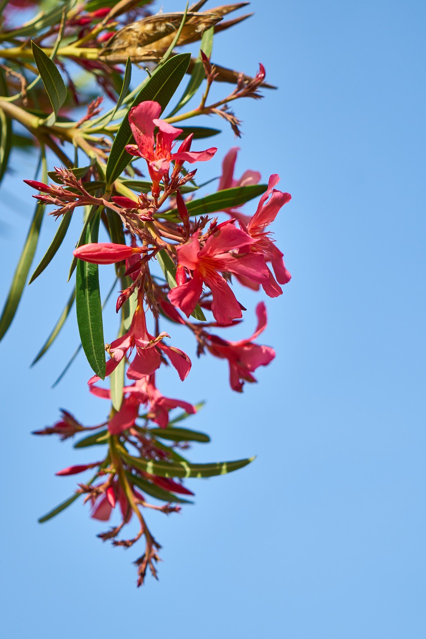 plant  flower  spring free photo