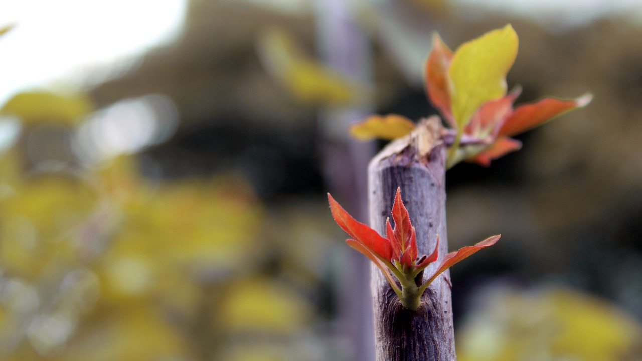 plant  flowers  branch free photo