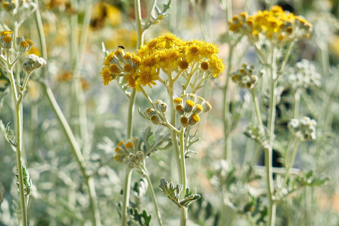 plant  yellow  flower free photo