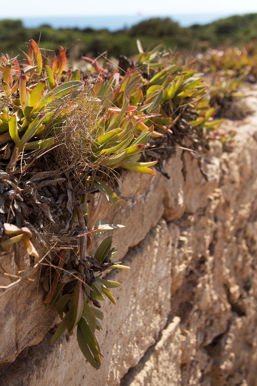 plant  wall  weed free photo