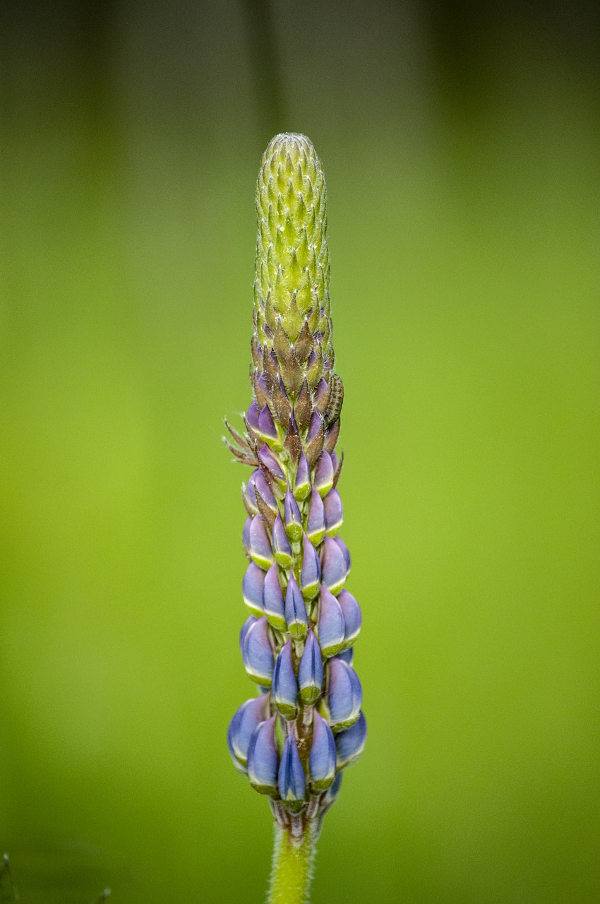 plant  flower  lupine free photo