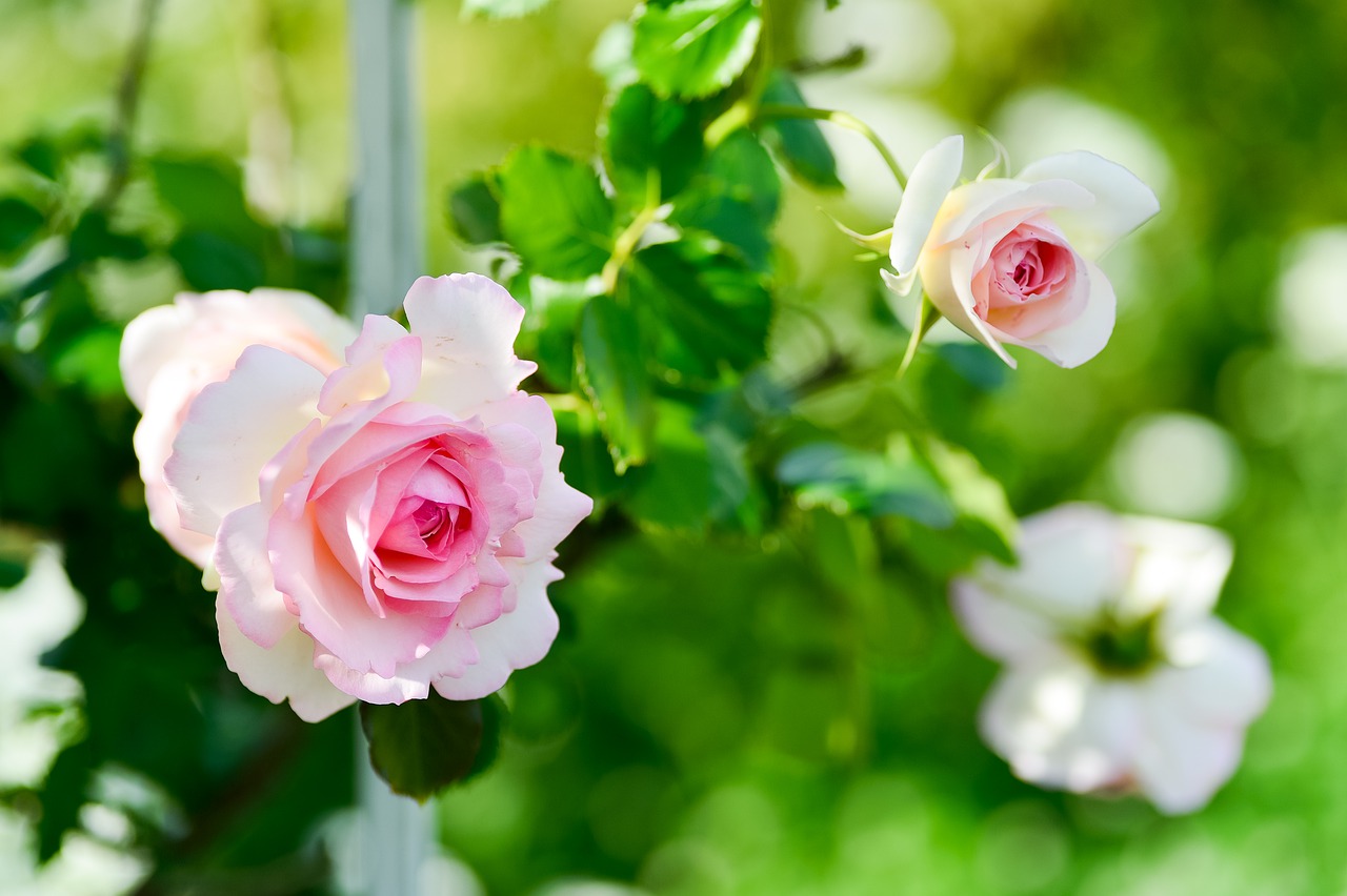 plant  landscape  in the early summer free photo