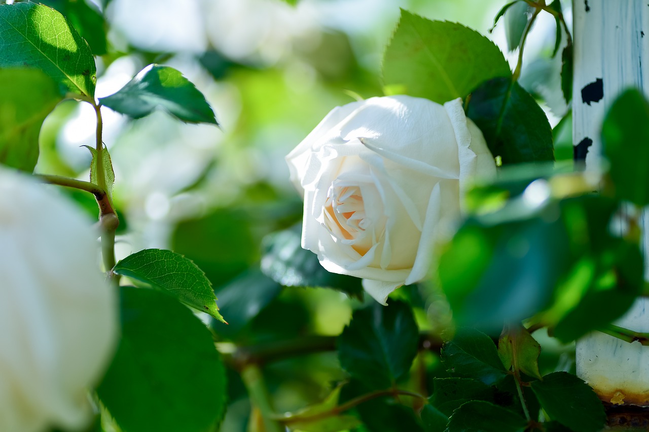 plant  landscape  in the early summer free photo