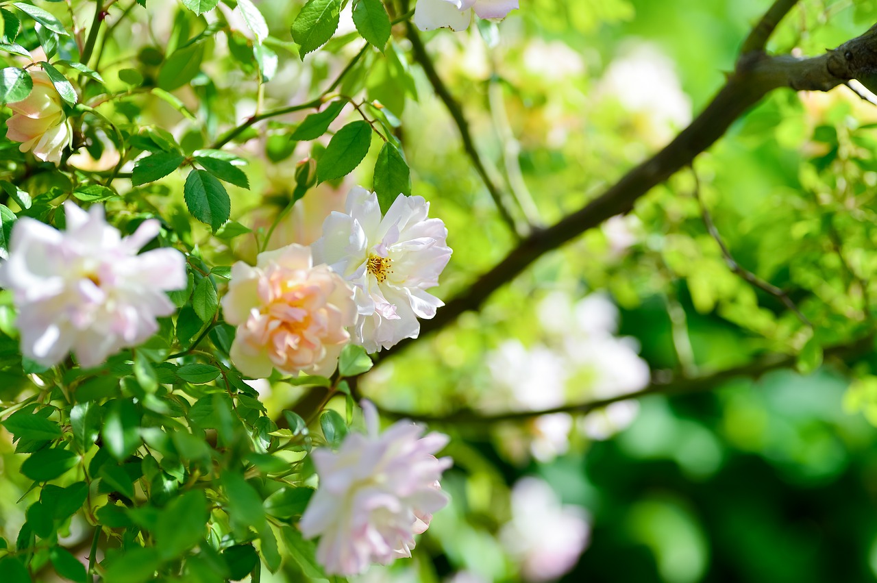 plant  landscape  in the early summer free photo