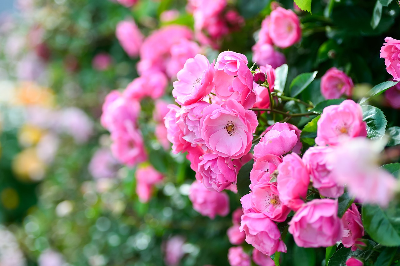 plant  landscape  in the early summer free photo