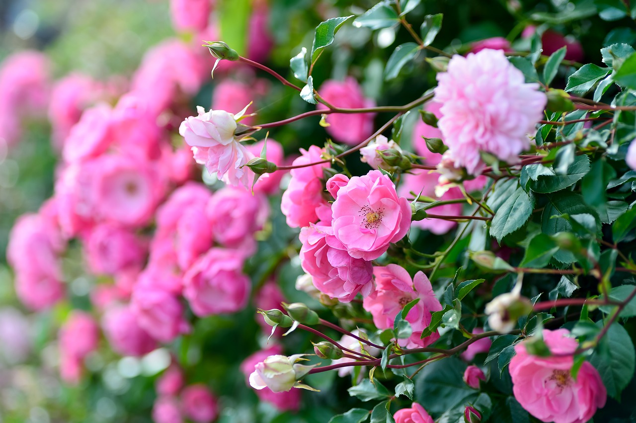 plant  landscape  in the early summer free photo