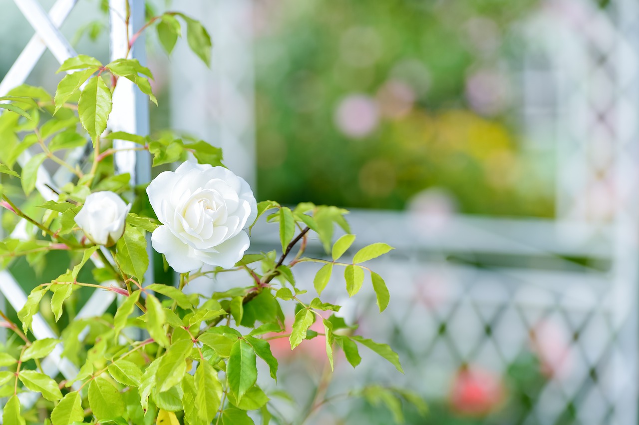 plant  landscape  in the early summer free photo