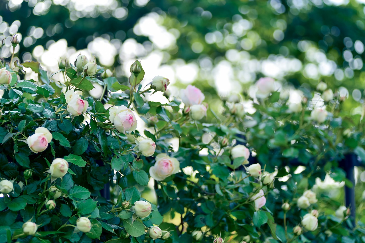 plant  landscape  in the early summer free photo