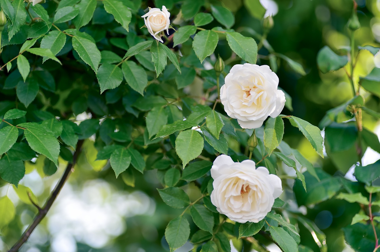 plant  landscape  in the early summer free photo