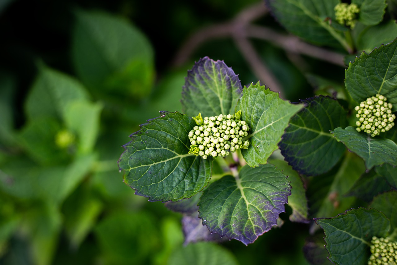 plant  eos 6d  canon free photo