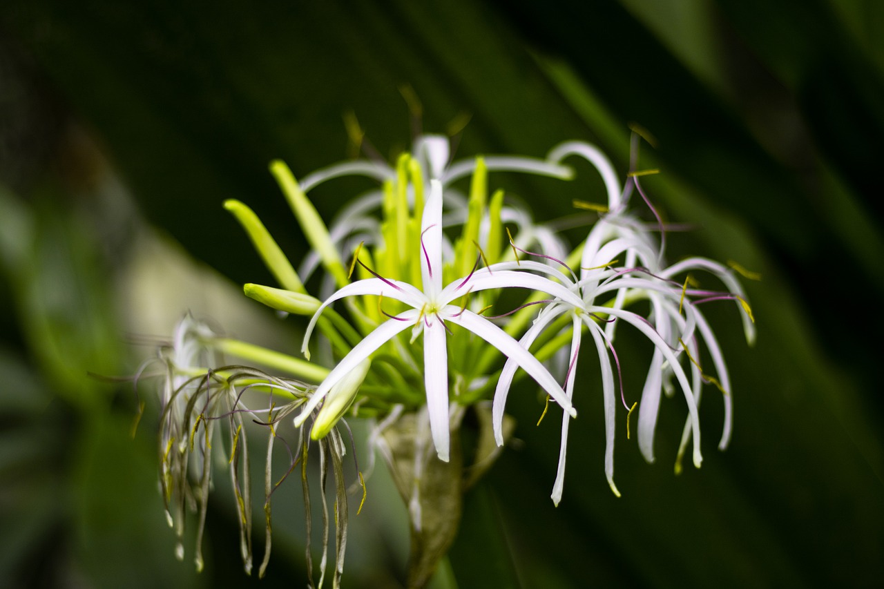 plant  nature  blossom free photo