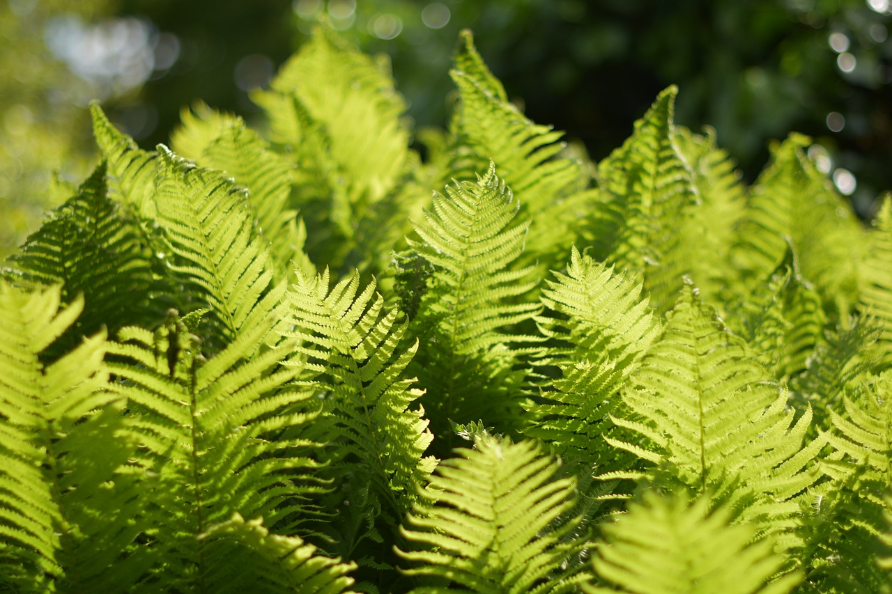 plant  leaf  fern free photo