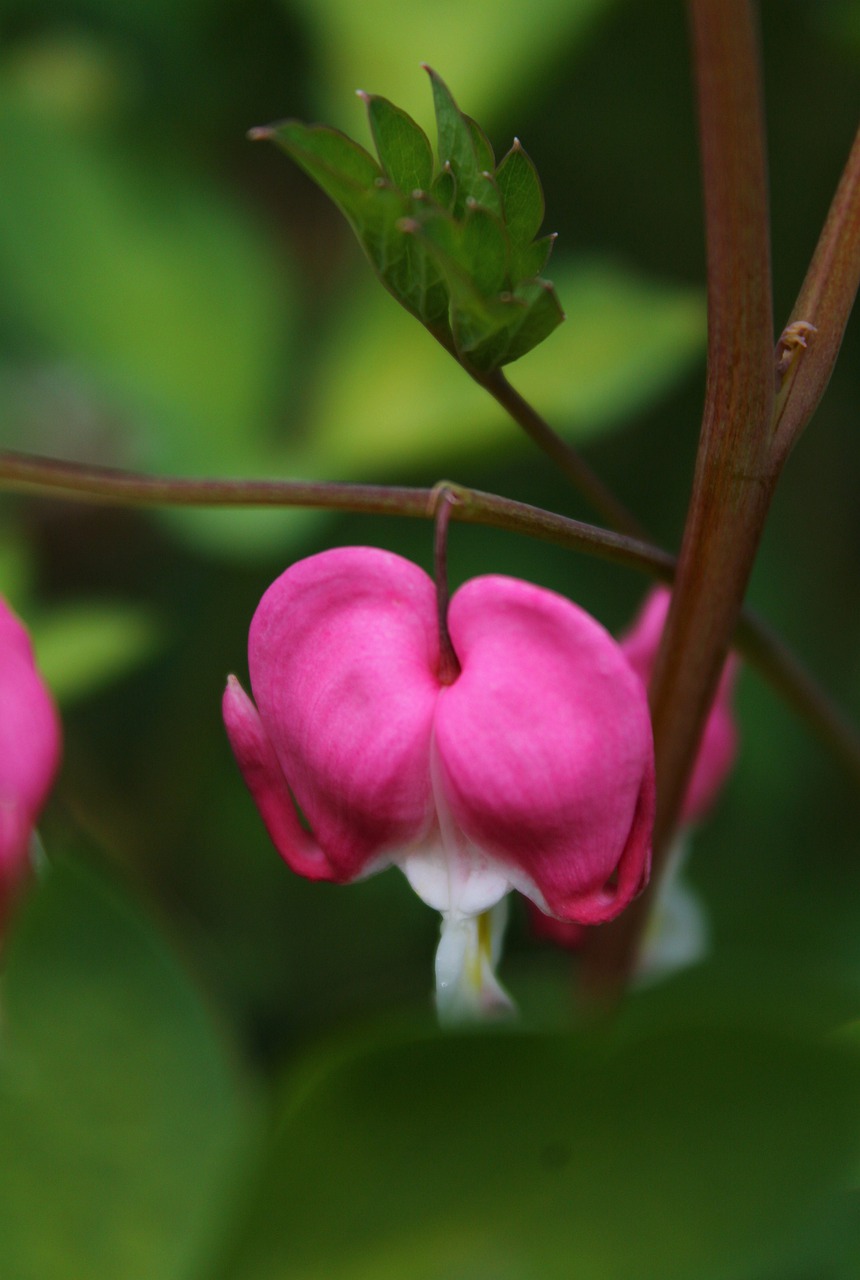 plant  flowers  broken heart free photo