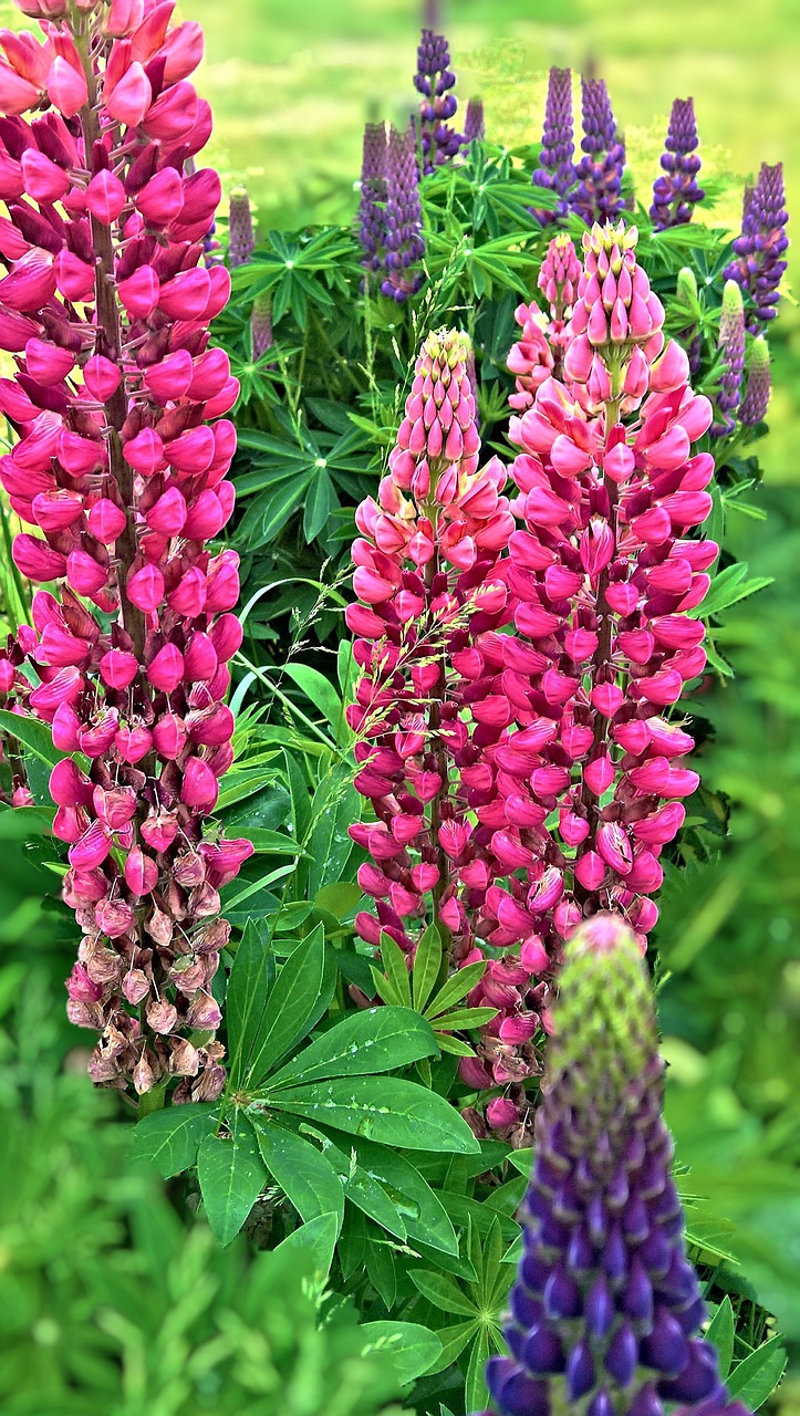 plant  lupins  garden flowers free photo