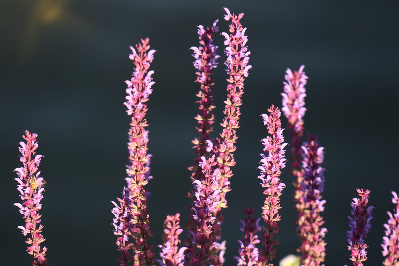 plant  purple water  flowers free photo