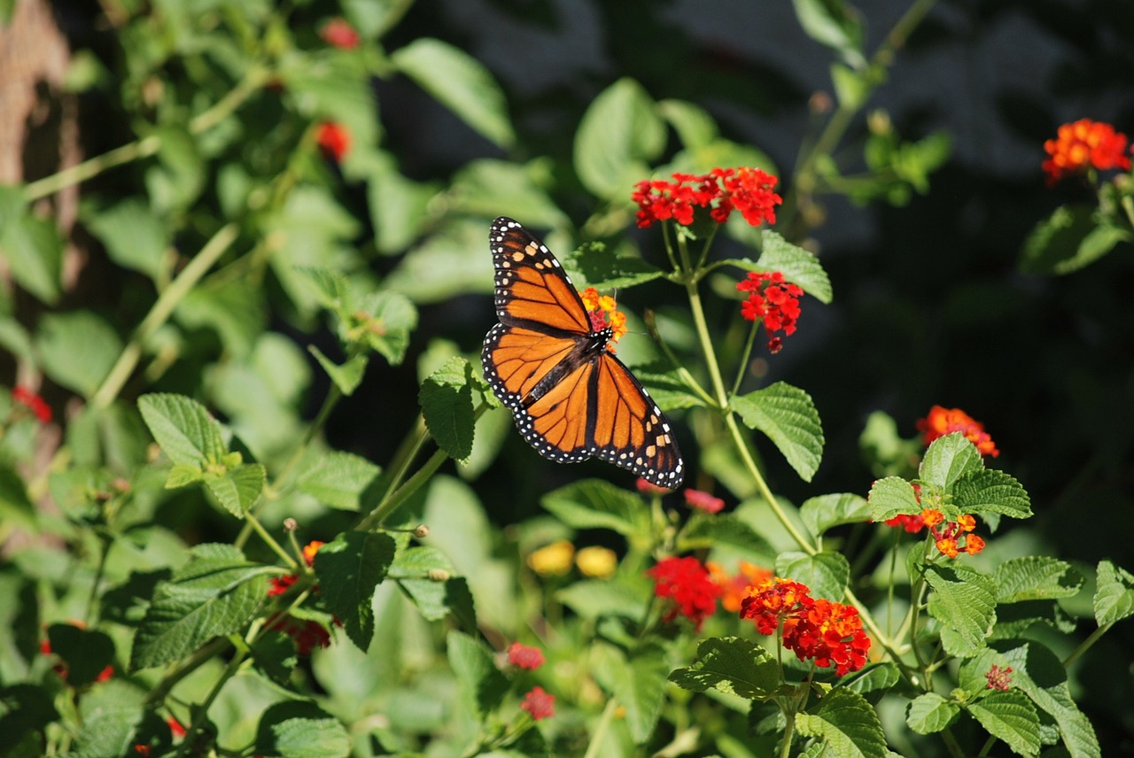 plant flowers butterfly free photo