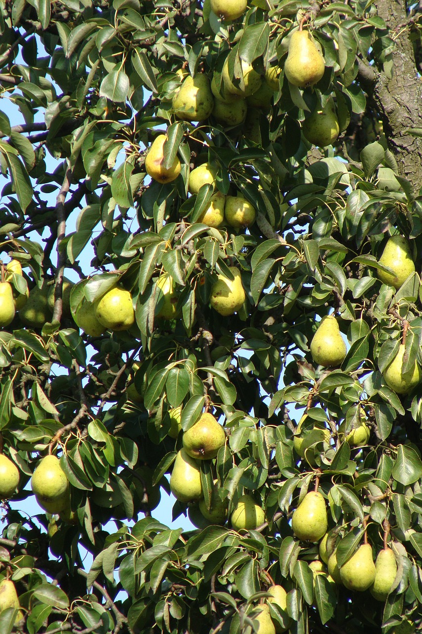 plant pears fruits free photo