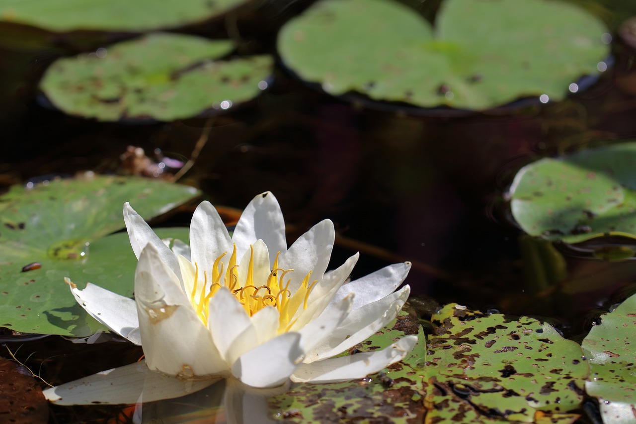 plant  water  nature free photo