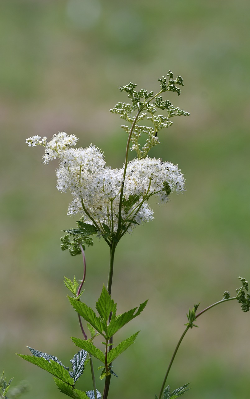 plant  white  flowers free photo