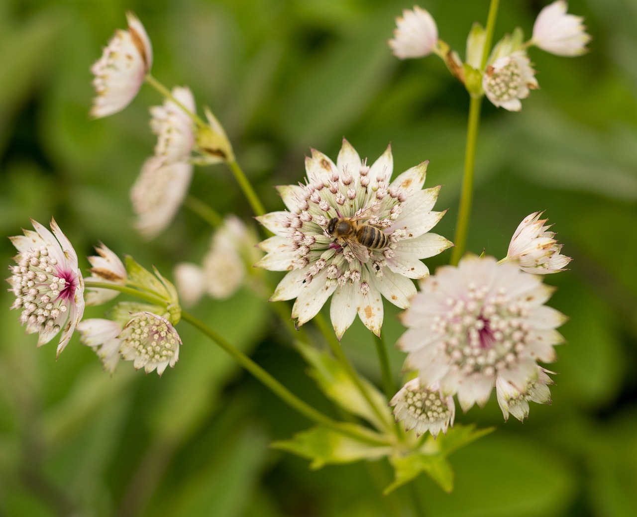 plant  flowers  nature free photo