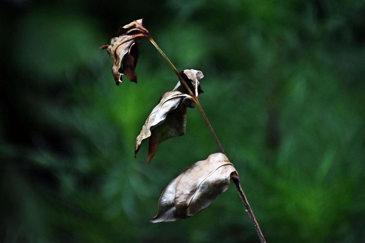 plant  nature  dry free photo