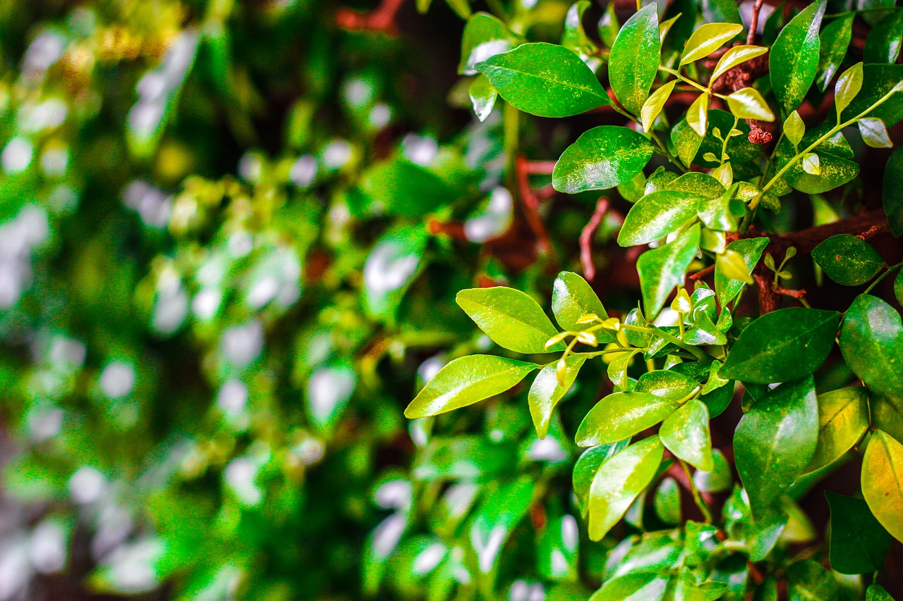 plant  leaves  green free photo