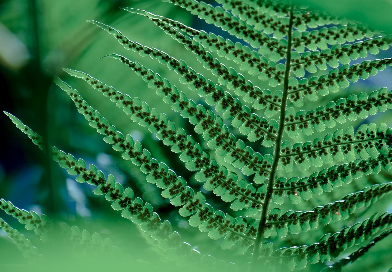plant  fern  tree fern free photo