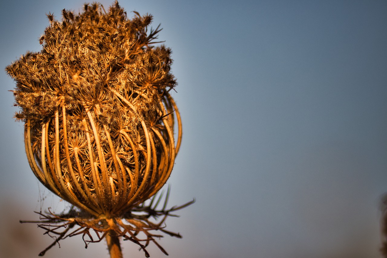 plant  greece  dusk free photo