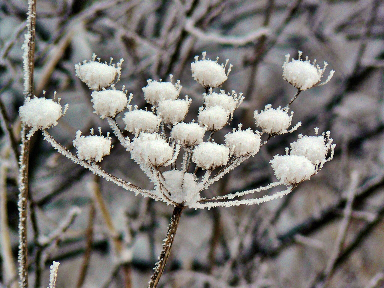plant winter snow free photo