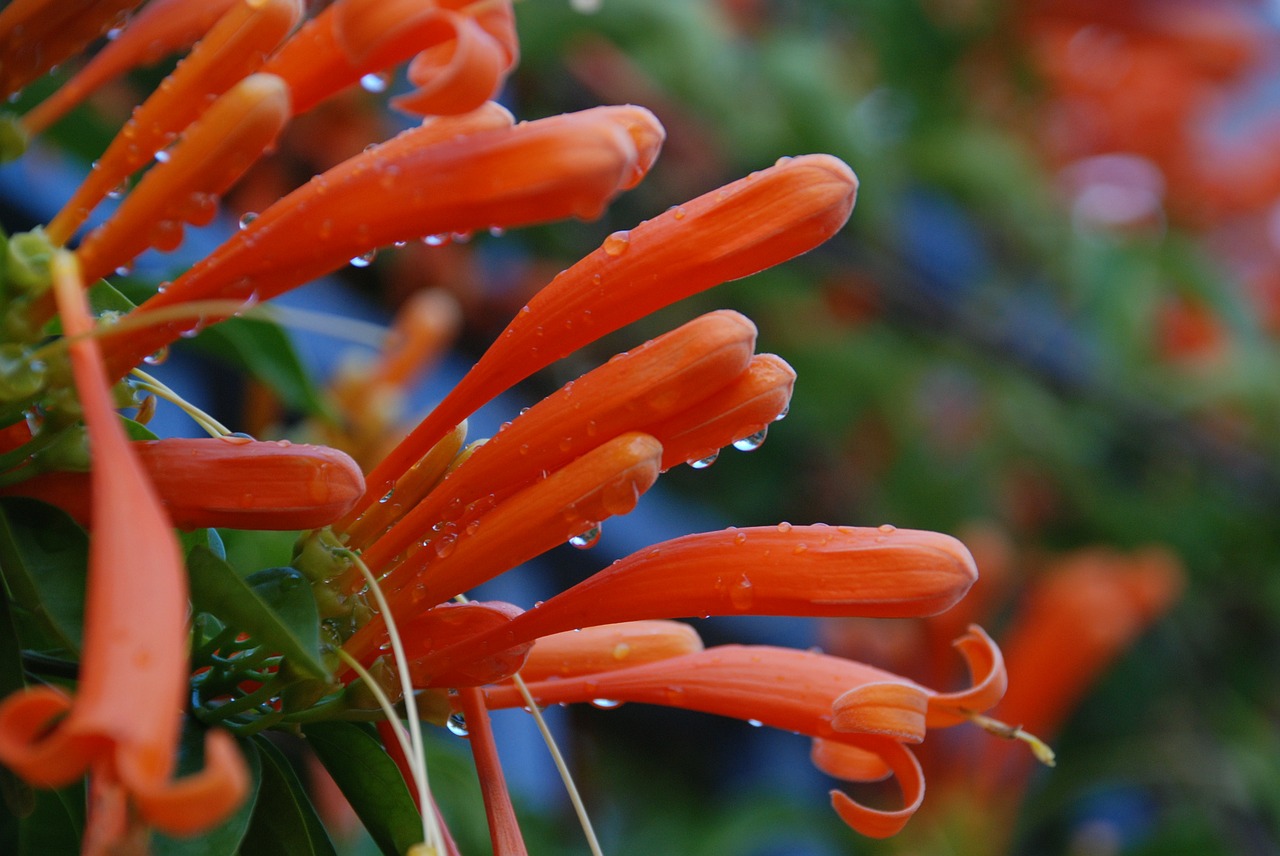 plant flowers raindrops free photo