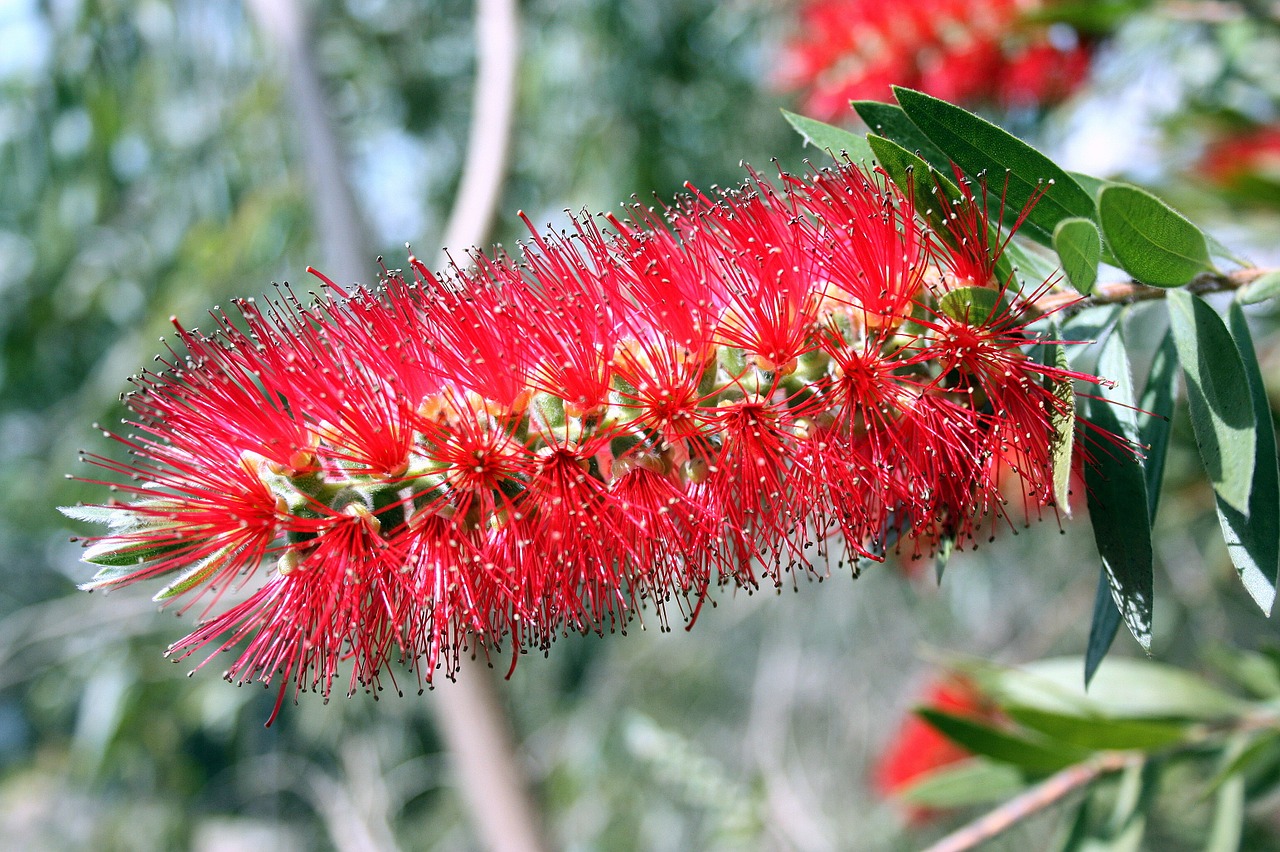 plant red bottlebrush free photo