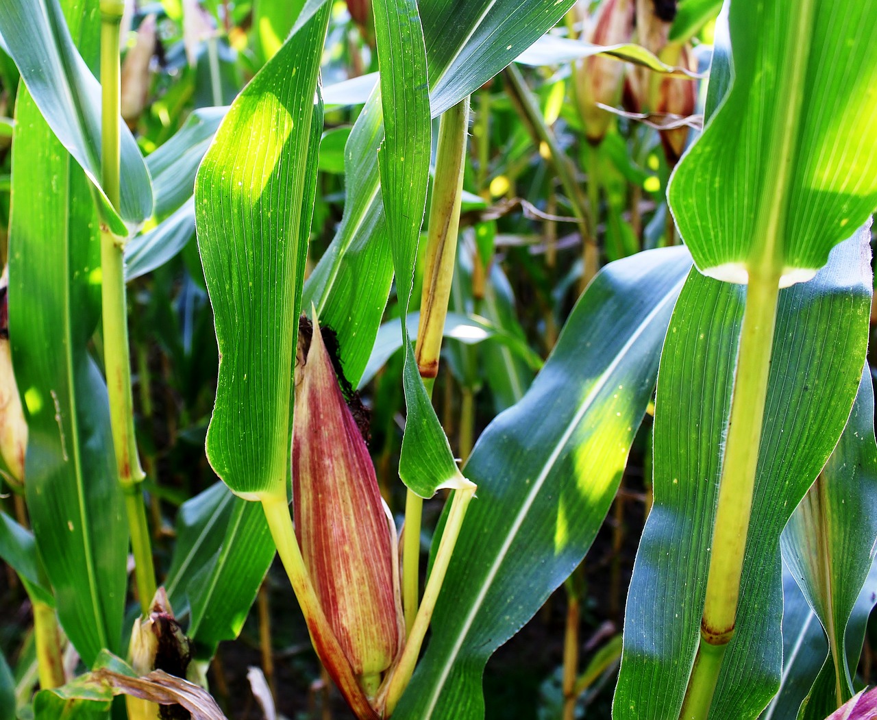 plant corn corn on the cob free photo