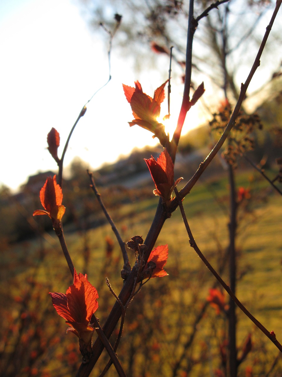 plant spring sunset free photo