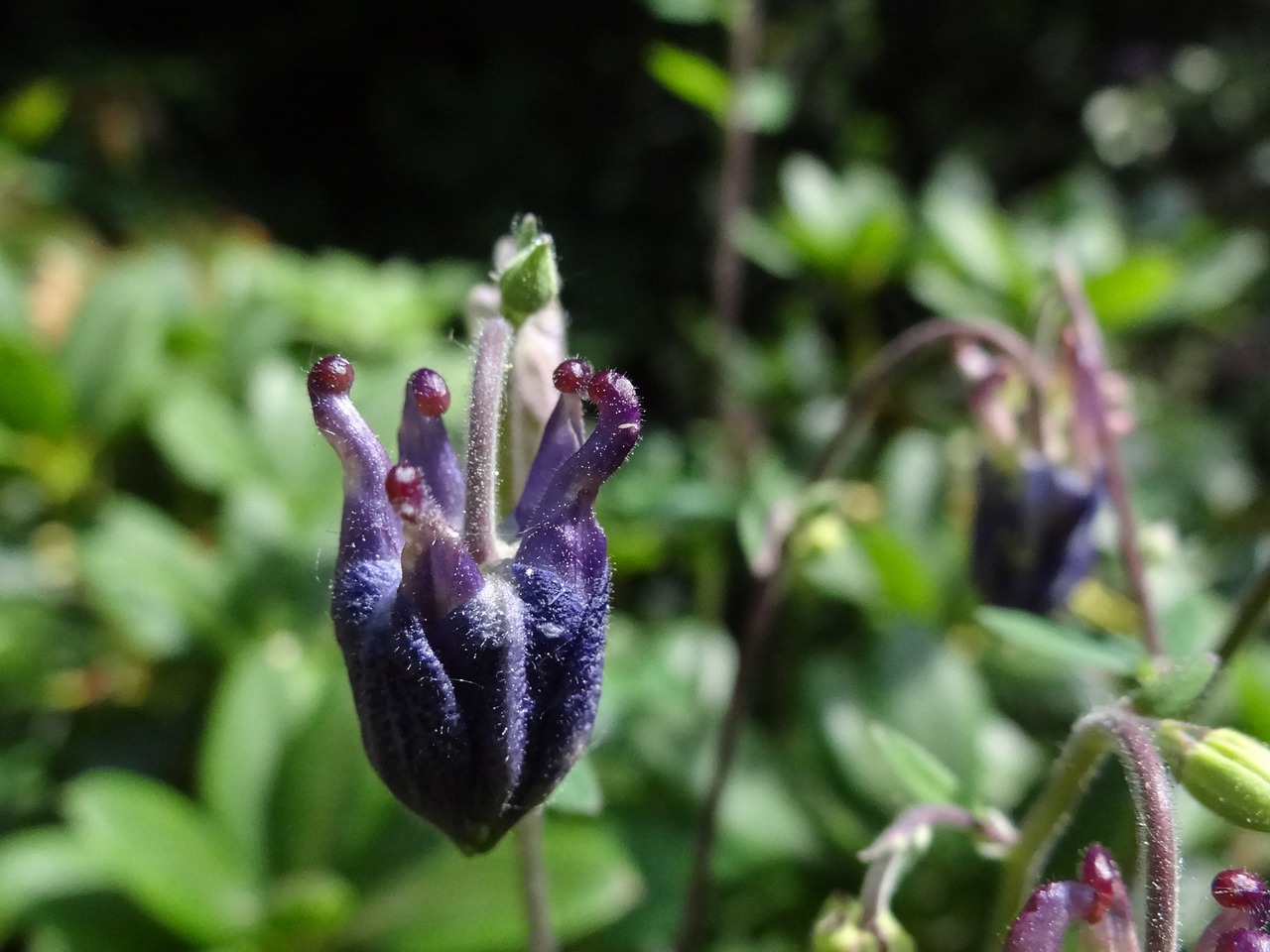 plant purple flower free photo