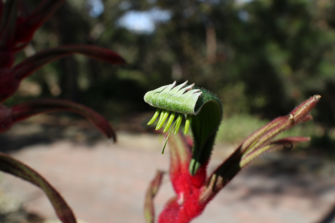 plant kangaroo paw nature free photo