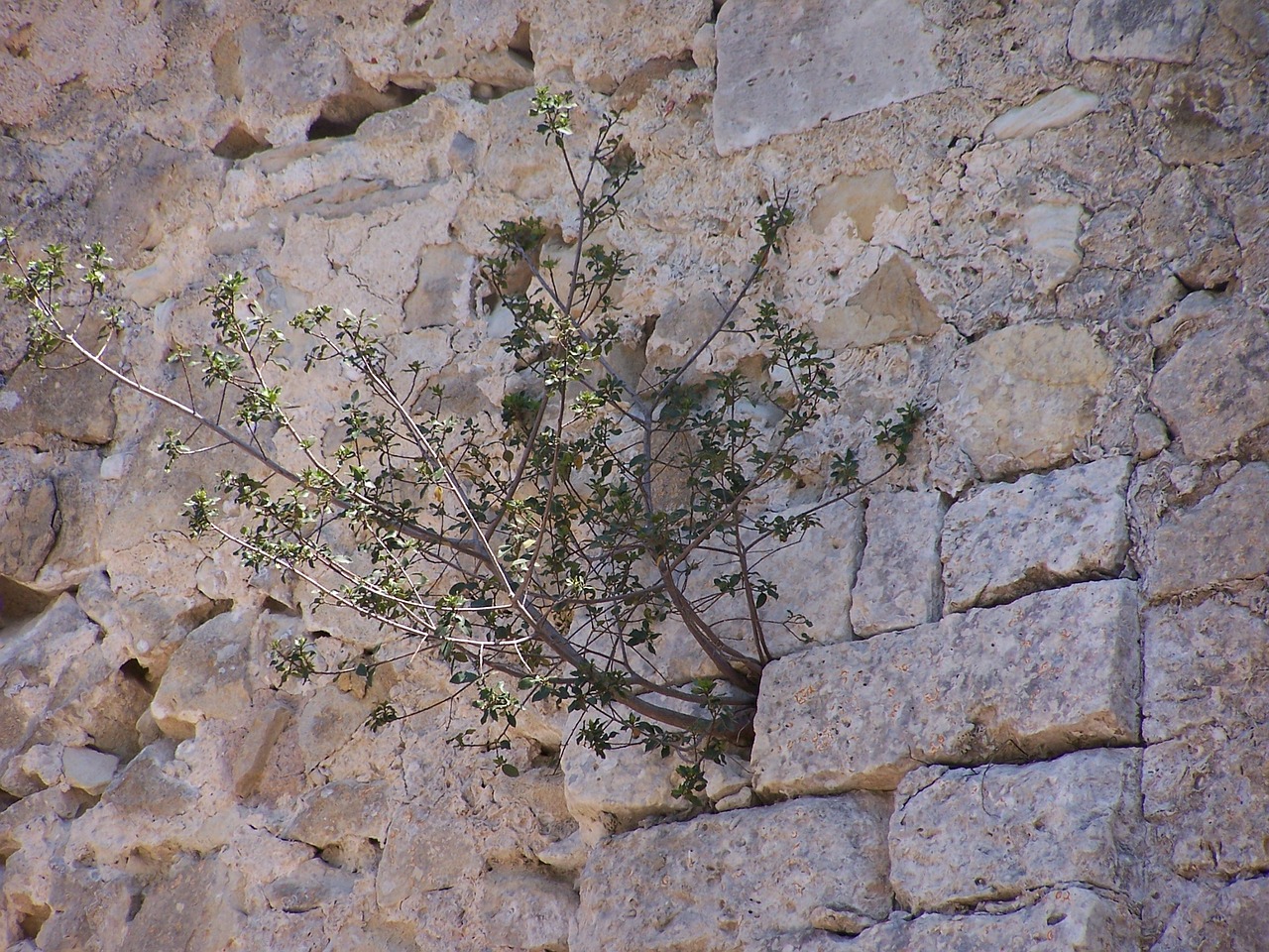 plant wall pendant free photo