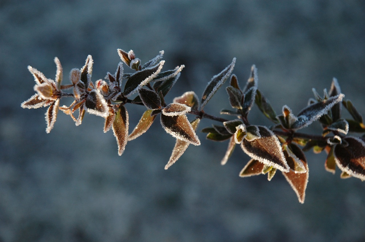 plant winter frost free photo
