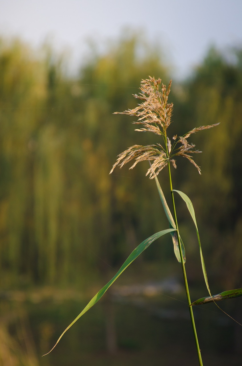 plant material wheat free photo