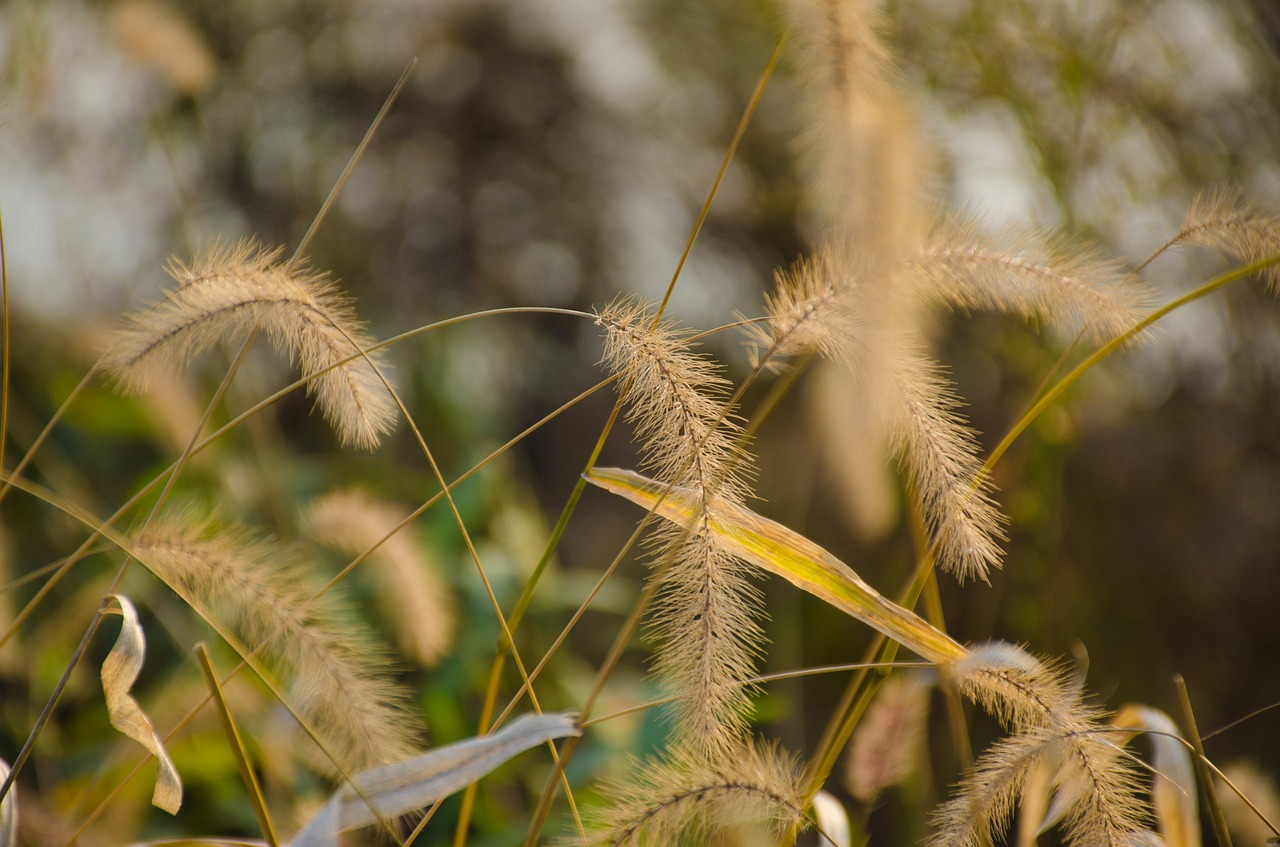 plant yellow autumn free photo