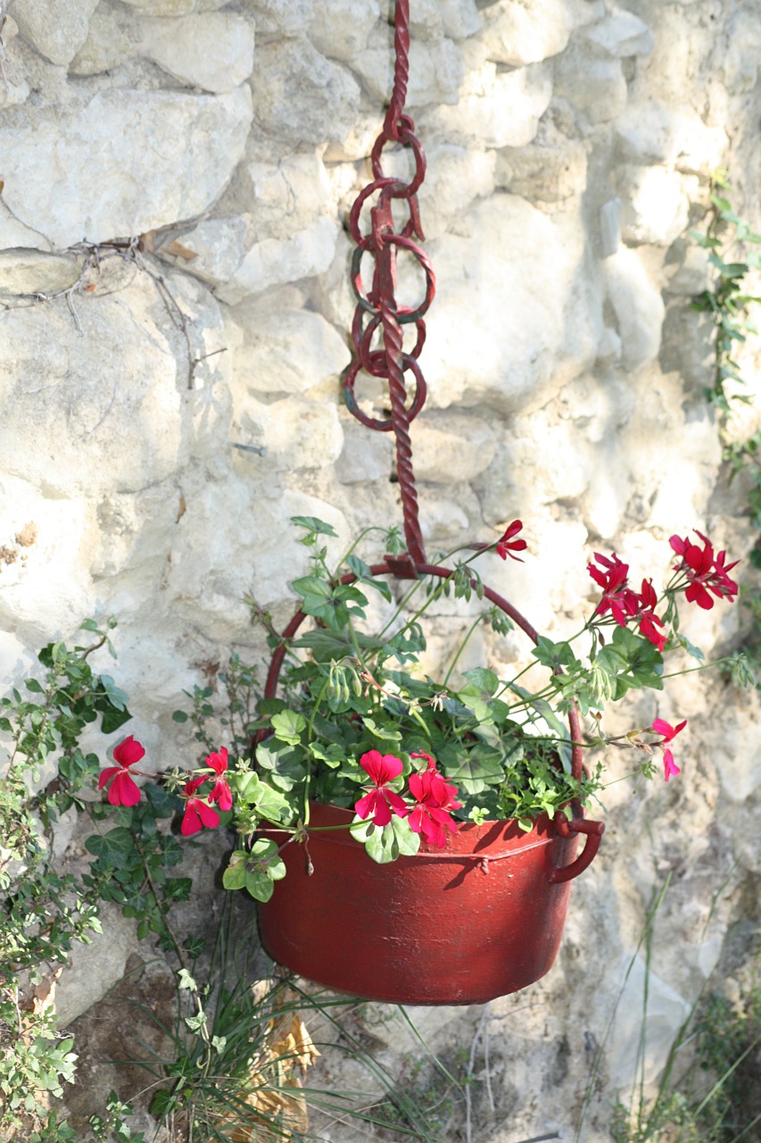 plant wall provence free photo