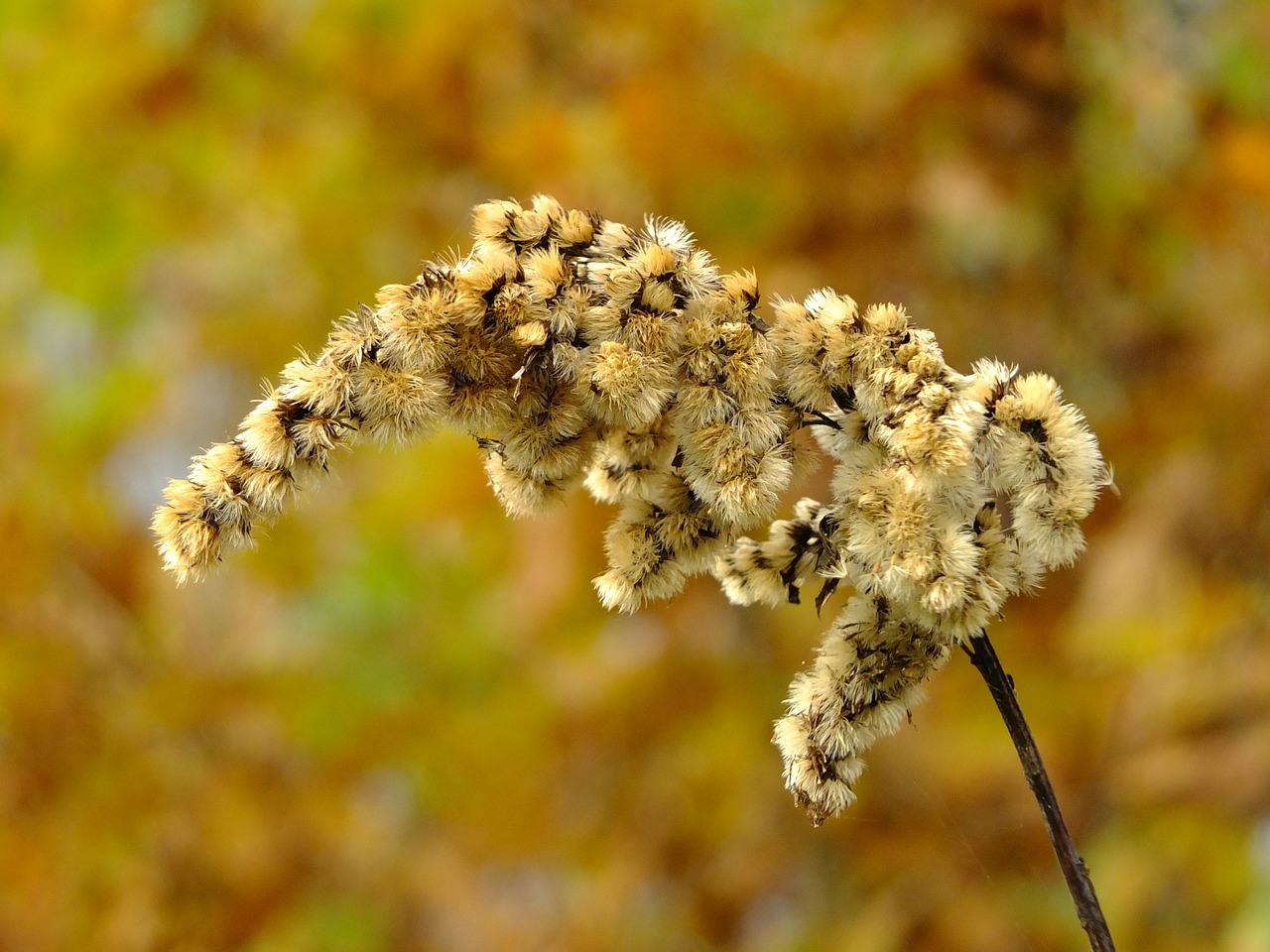 plant autumn nature free photo